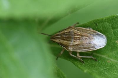 <i>Aelia acuminata</i>