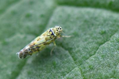 <i>Eupteryx</i>