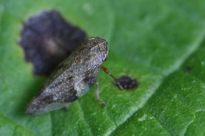 <i>Aphrophora alni</i>