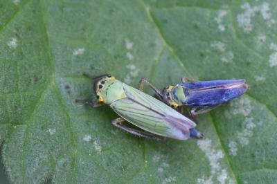 <i>Cicadella viridis</i>
