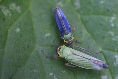 <i>Cicadella viridis</i>