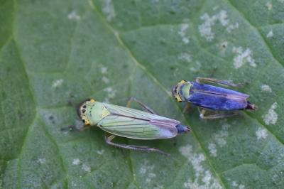 <i>Cicadella viridis</i>