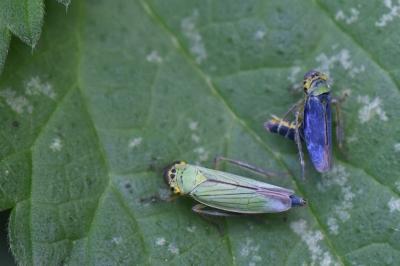 <i>Cicadella viridis</i>