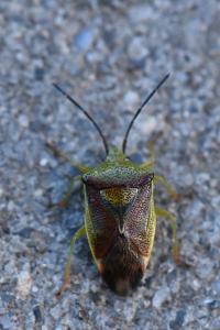 <i>Elasmostethus</i>