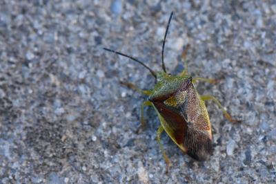 <i>Elasmostethus</i>