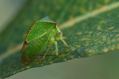 <i>Stictocephala alta</i>
