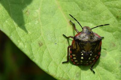 <i>Nezara viridula</i>