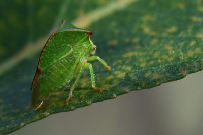 <i>Stictocephala alta</i>