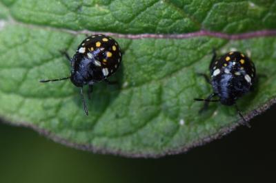 <i>Nezara viridula</i>