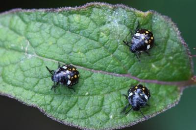 <i>Nezara viridula</i>