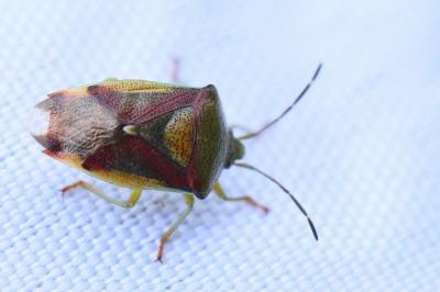 <i>Elasmostethus interstinctus</i>