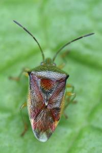 <i>Elasmostethus interstinctus</i>