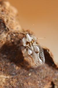 <i>Corythucha ciliata</i>