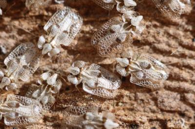 <i>Corythucha ciliata</i>