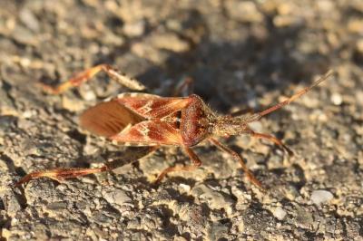 <i>Leptoglossus occidentalis</i>