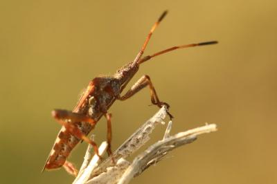 Leptoglossus occidentalis