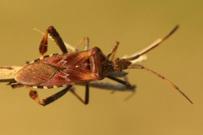 <i>Leptoglossus occidentalis</i>