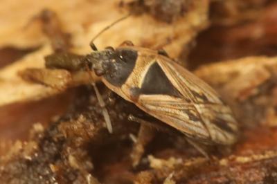 <i>Xanthochilus quadratus</i>