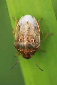 <i>Neottiglossa leporina</i>