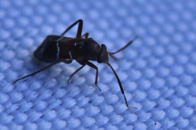 <i>Pilophorus</i>