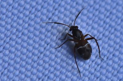 <i>Pilophorus</i>