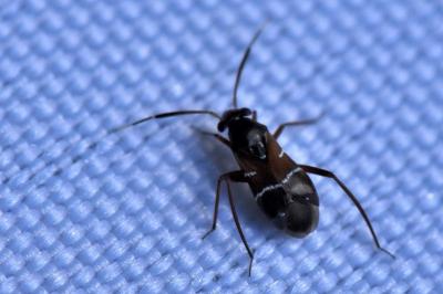 <i>Pilophorus</i>