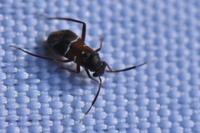 <i>Pilophorus</i>
