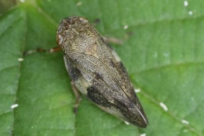 <i>Aphrophora alni</i>