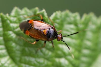 <i>Deraeocoris ruber</i>