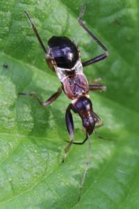<i>Himacerus mirmicoides</i>