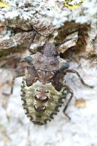 <i>Pentatoma rufipes</i>