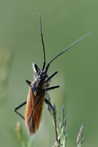 <i>Leptopterna dolabrata</i>