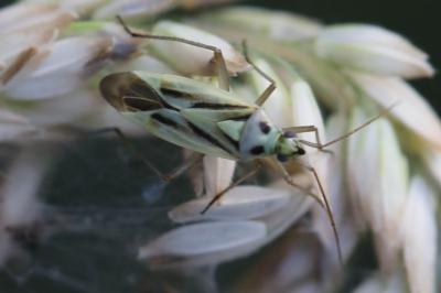 <i>Stenotus binotatus</i>