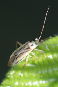 <i>Stenotus binotatus</i>