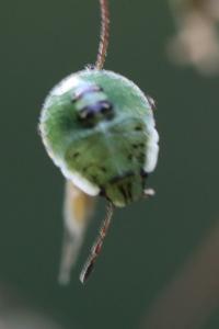 <i>Palomena prasina</i>