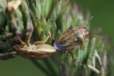 Neottiglossa leporina