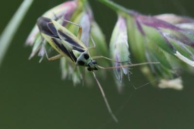 <i>Stenotus binotatus</i>