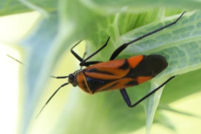 <i>Brachycoleus triangularis</i>