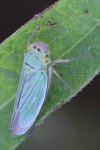 <i>Cicadella viridis</i>
