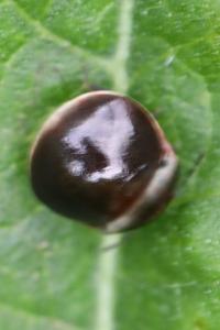 <i>Coptosoma scutellatum</i>