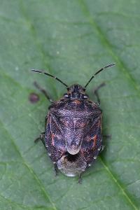 <i>Holcogaster fibulata</i>