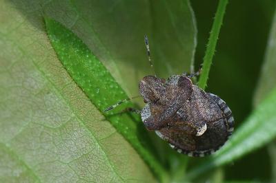 <i>Dyroderes umbraculatus</i>