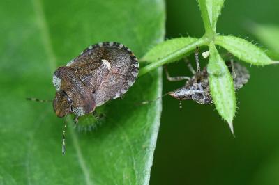 <i>Dyroderes umbraculatus</i>