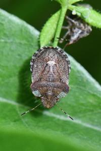 <i>Dyroderes umbraculatus</i>