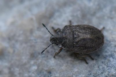 <i>Podops inunctus</i>