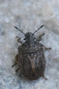 <i>Podops inunctus</i>