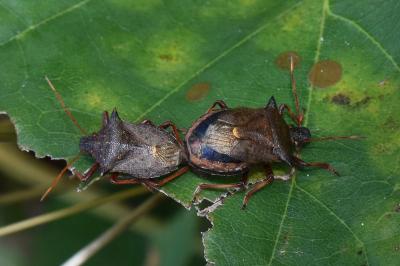 <i>Picromerus bidens</i>