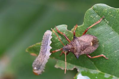 <i>Picromerus bidens</i>