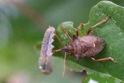 <i>Picromerus bidens</i>