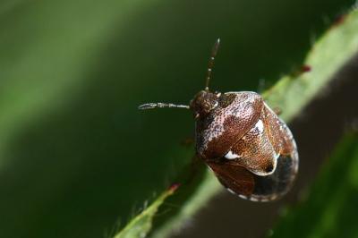 <i>Stagonomus bipunctatus</i>